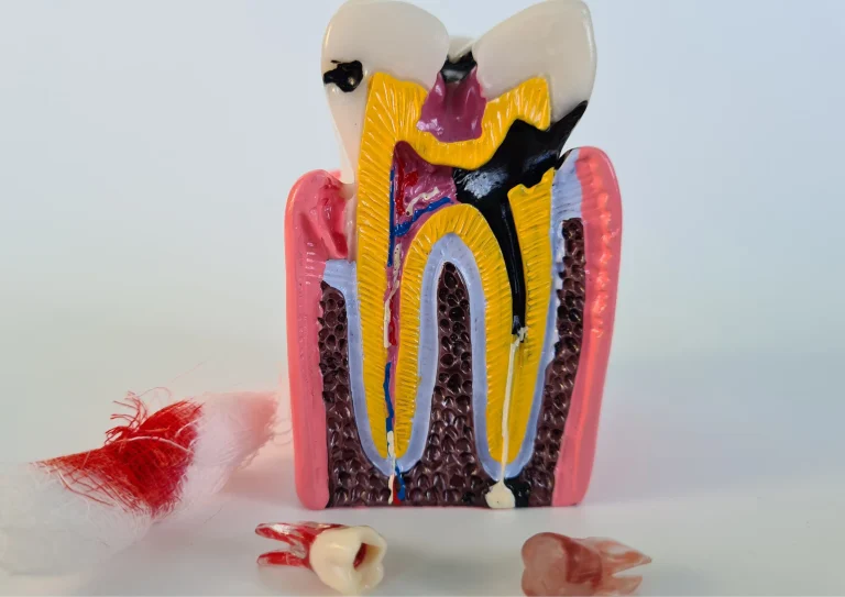 tooth anatomy